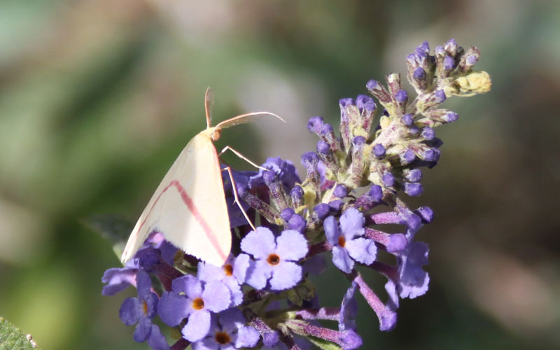 identificazione farfalla